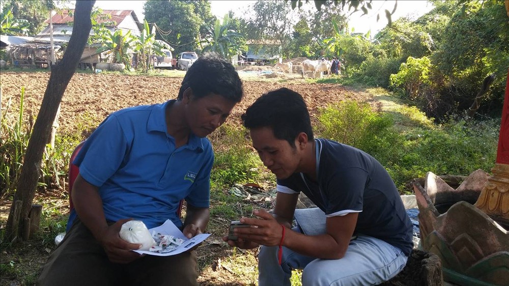 A student demonstrating how to use the mobile phone app to a Cambodian rice farmer.
