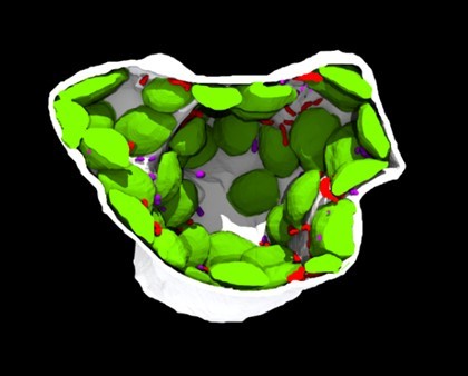 3D image of wheat mesophyll.