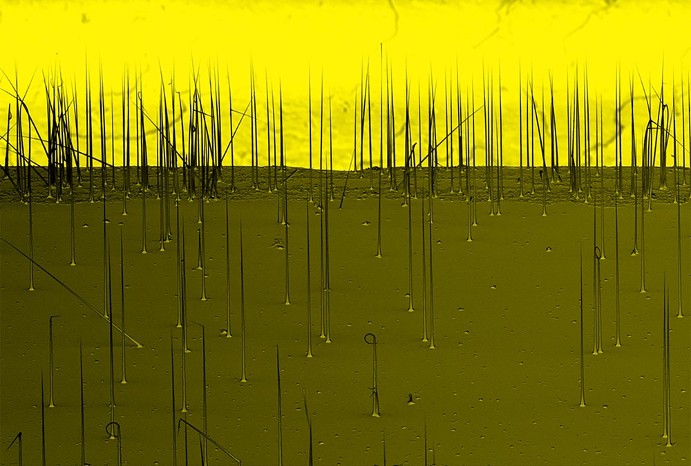 Tiny InGaAs nanowires growing out of a GaAs substrate