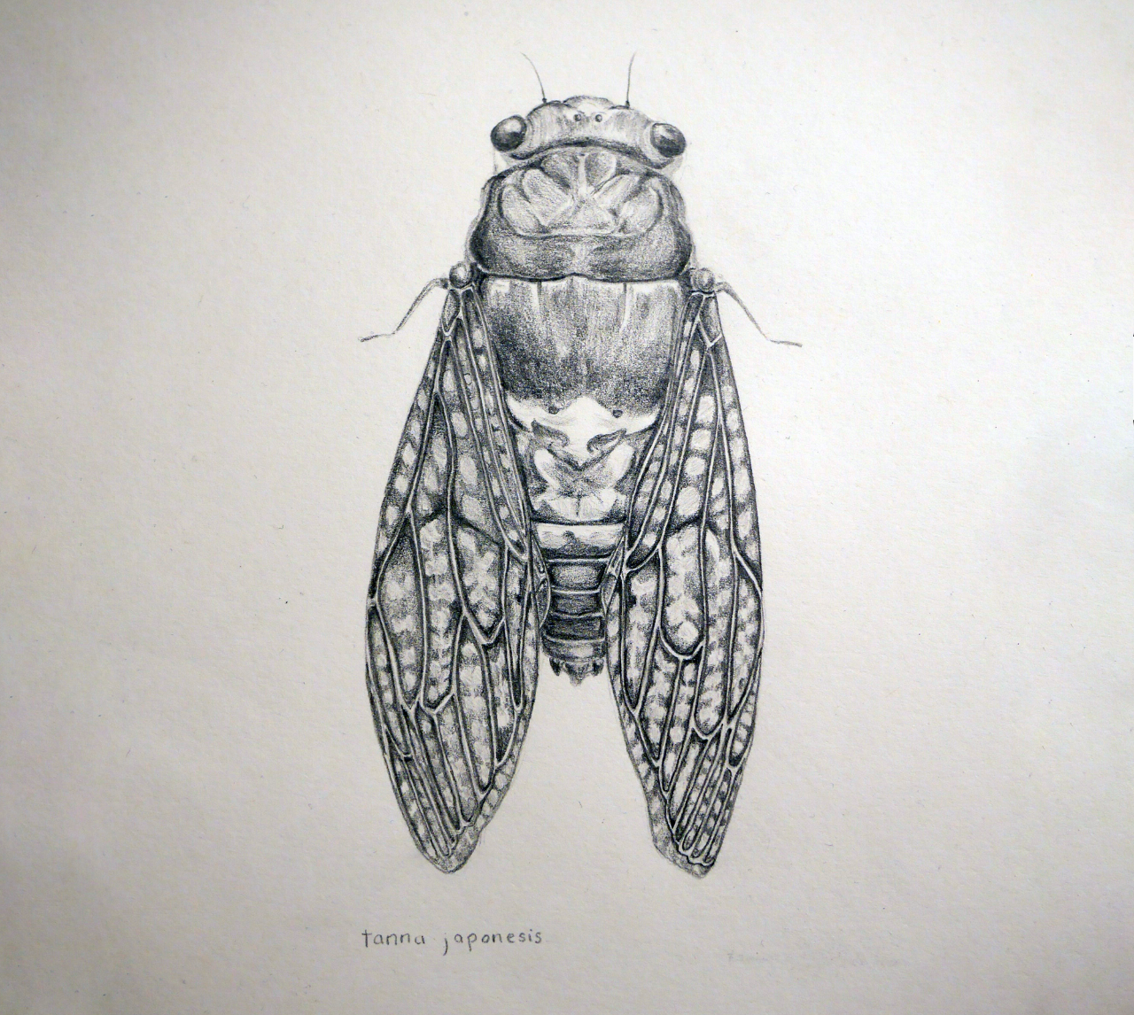 Cicada drawing by Stephanie Dodd