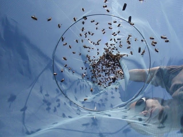 Students catch bee drones at the University.