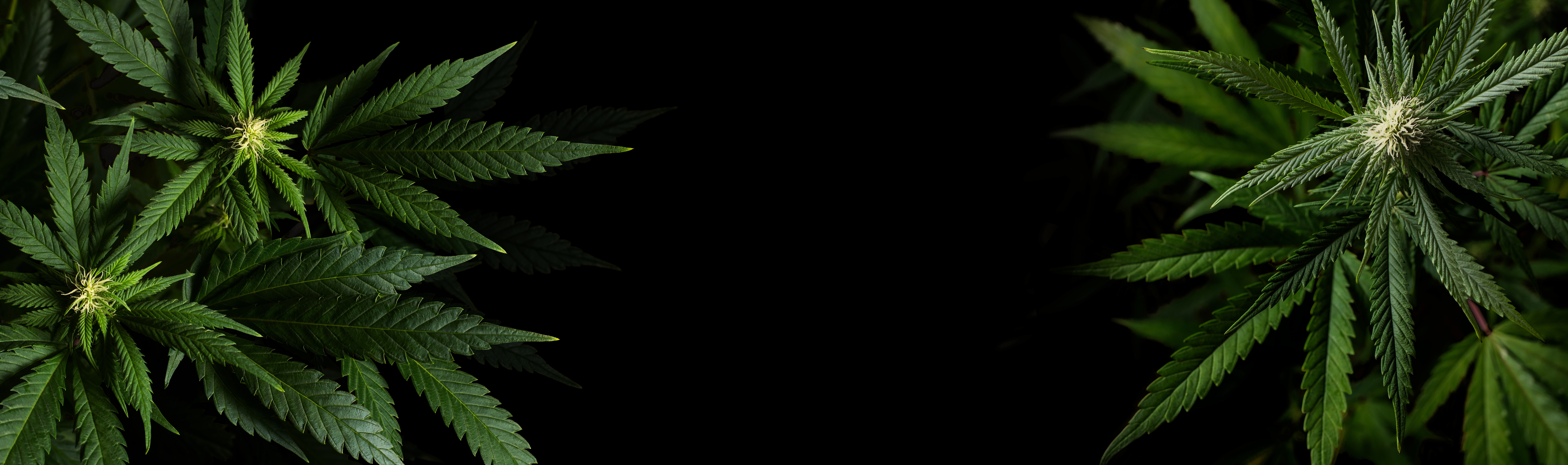 Cannabis plants with buds against a black background