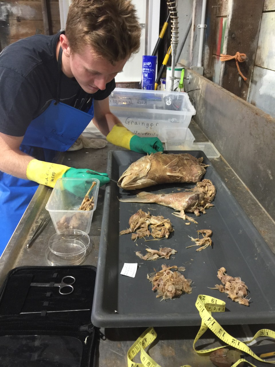 Richard Grainger examining the contents of a great white shark stomach.