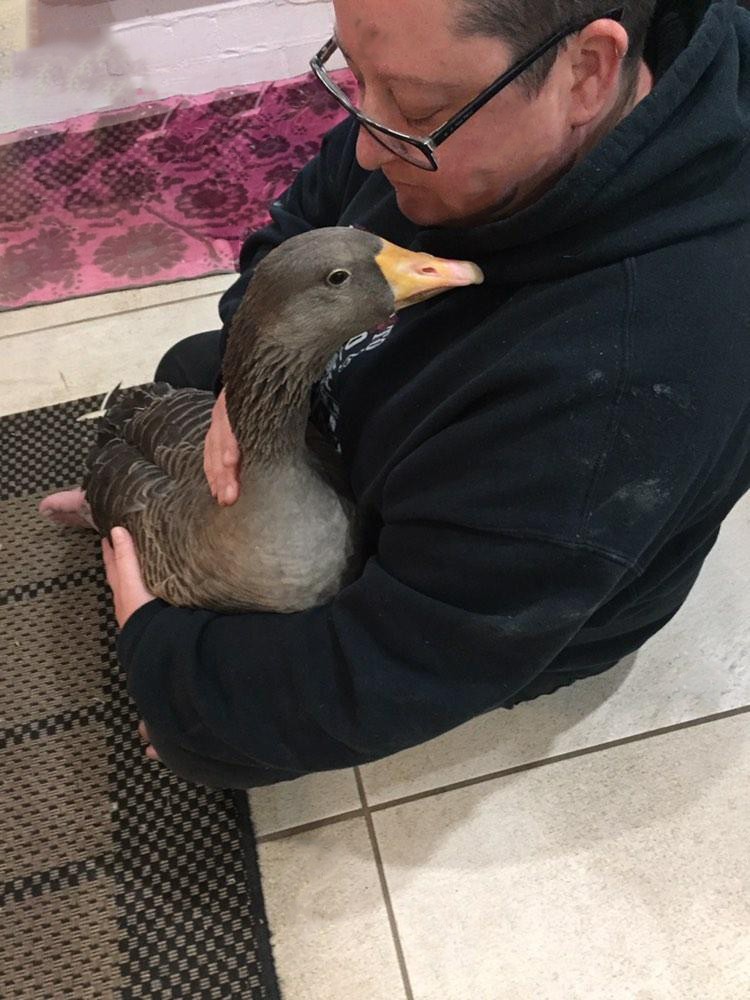 Gaga the goose received lifesaving treating thanks to the Animals in Need fund