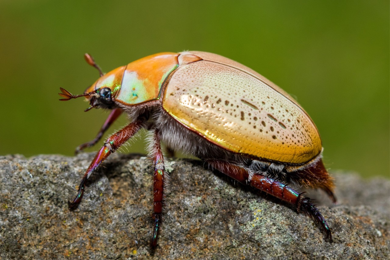 A Christmas Beetle on a leaf.