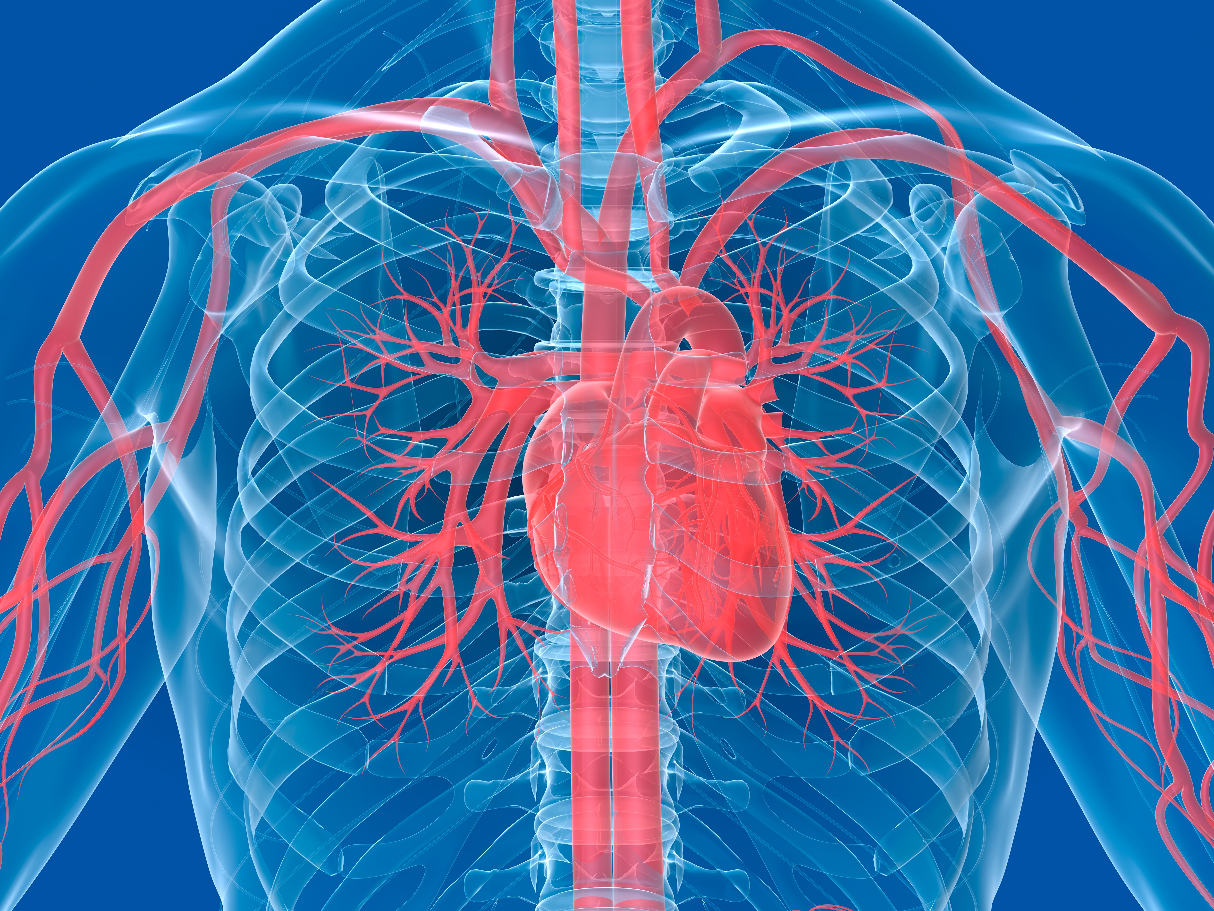 Причины болезни кровообращения. Сердечно сосудистая система. Сосуды сердца. Сердечныесосдистая система.