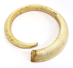 Curved pig tusk