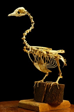 Cormorant skeleton on display
