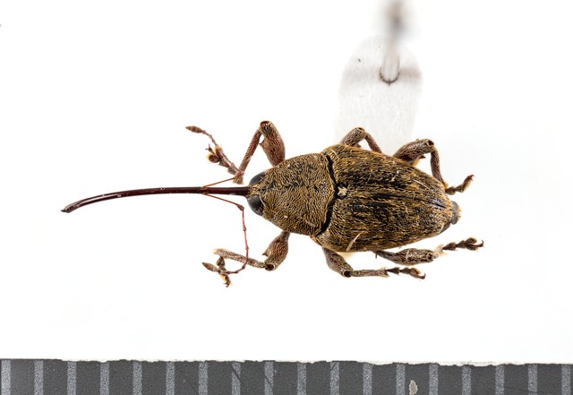 Dry specimen; Curculio glandium Marsham