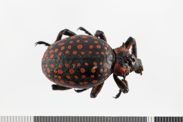 Dry specimen; Brachycerus apterus Linnaeus, 1758 (NHEN.1739) Lilly weevil