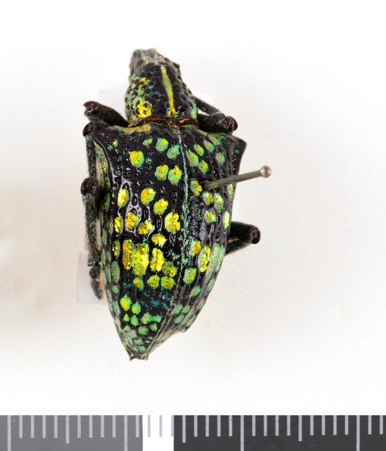 Dry specimen; Entimus sp.