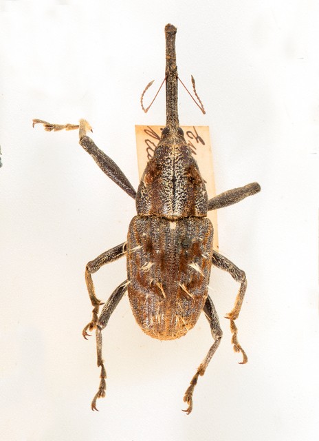 Dry specimen; Eurhamphus fasciculatus Shuckard, 1838 