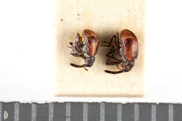 Dry specimens; Anthonomus signatus Say (NHEN.627)