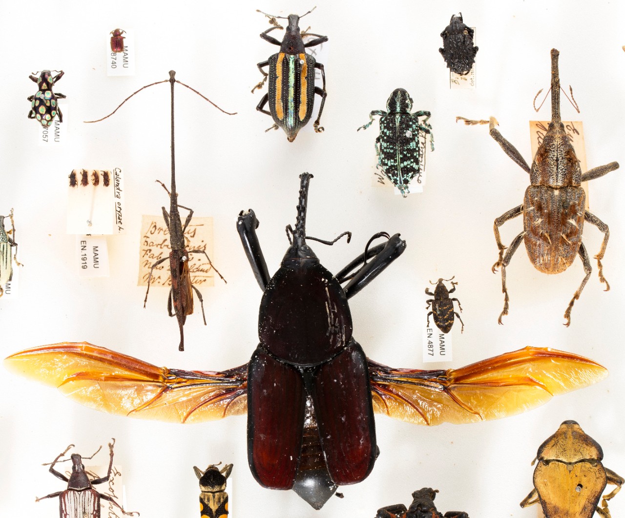 A selection of weevil specimens from the Macleay collection, be sure to look at length of their snouts!