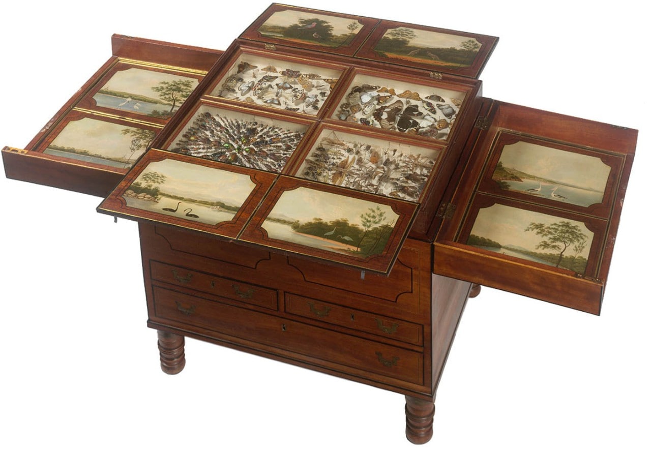 An image of the Macquarie Collector's chest, with the top panels unfolded to show detailed paintings on the inside of the panels and a display of insects under glass. 