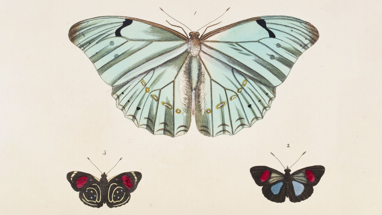 Butterflies, coloured lithograph