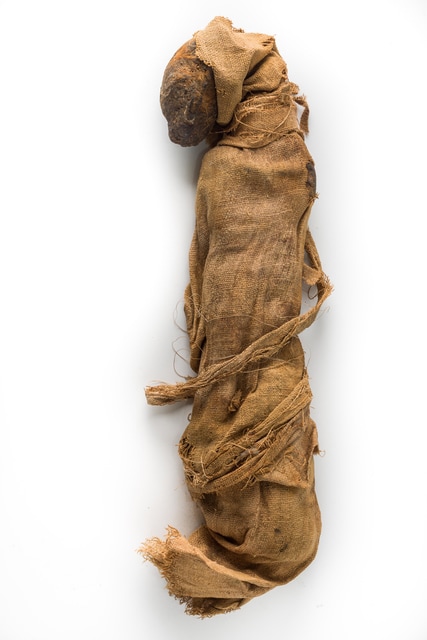 Mummified cat