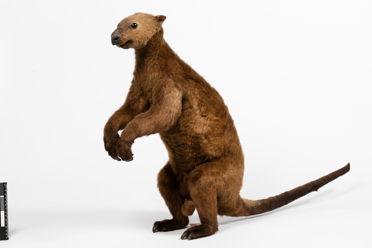 A specimen of Dendrolagus dorianus