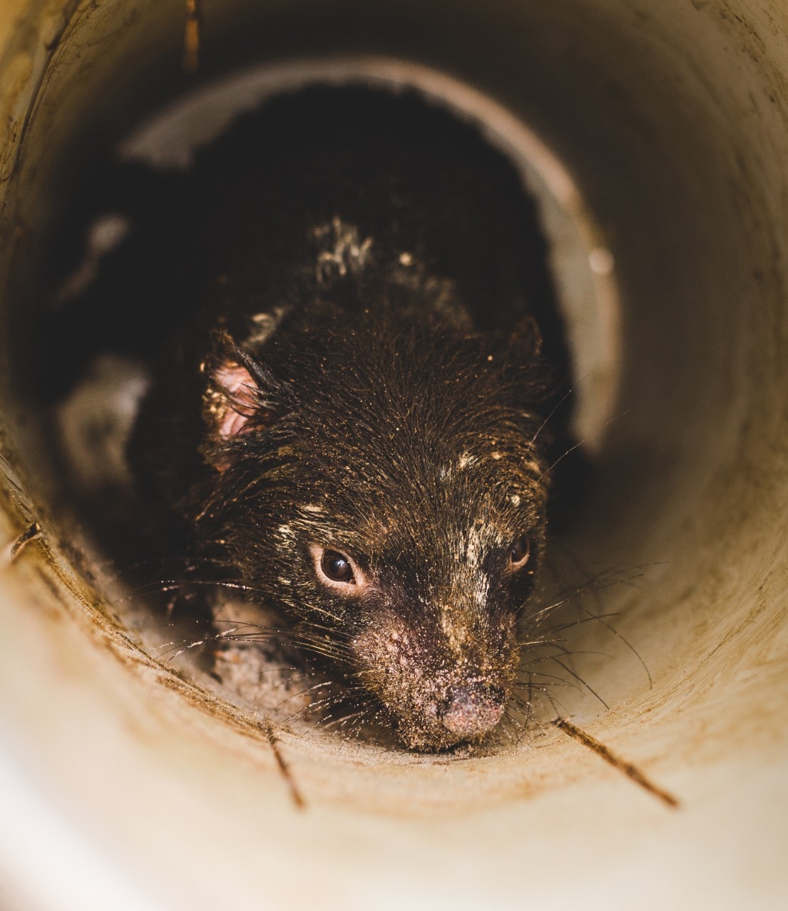 Tasmanian devil in a hole