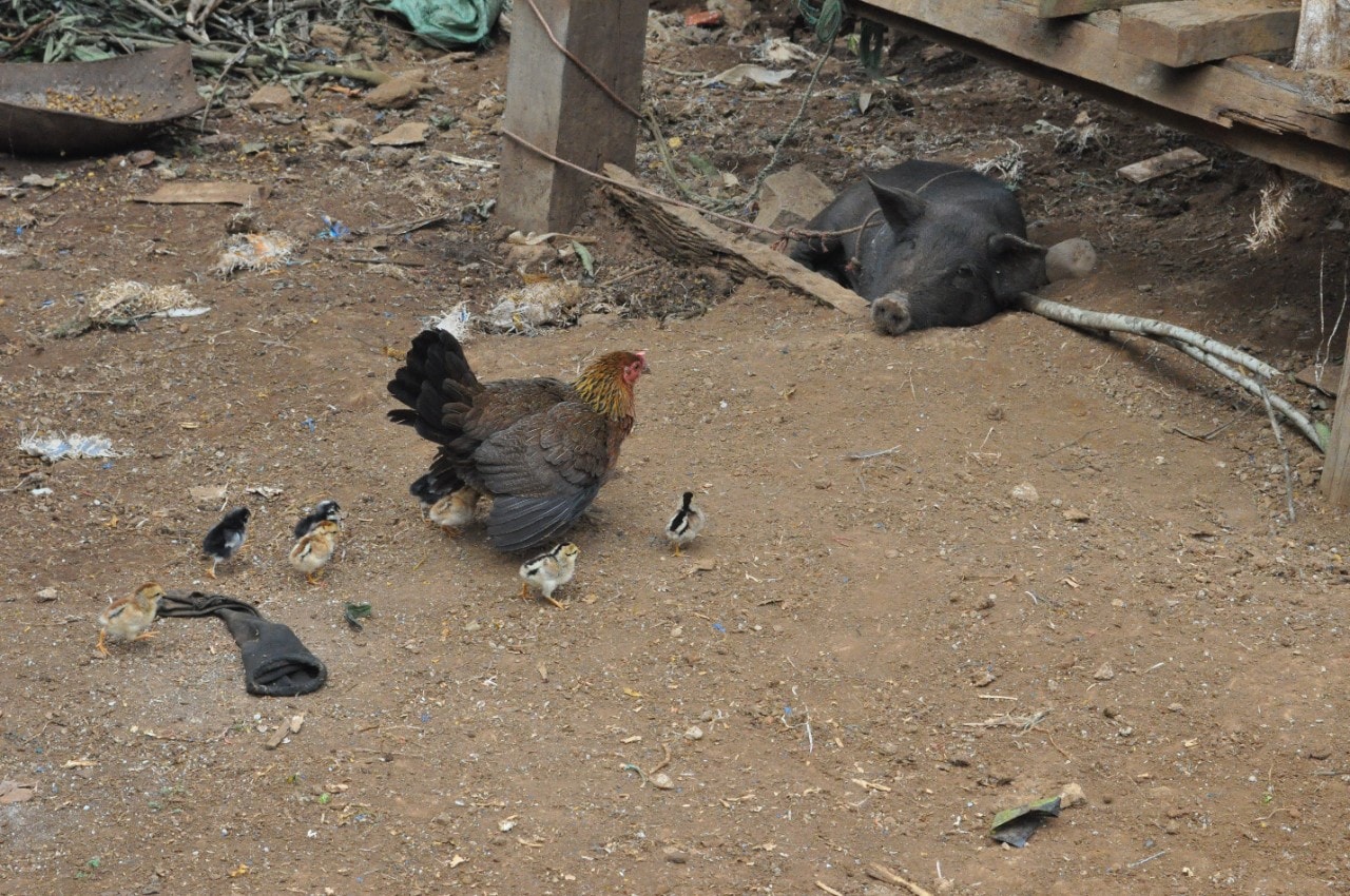 Free-ranging domestic chickens can interact with domestic pigs.