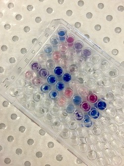 Polymer lipid solutions