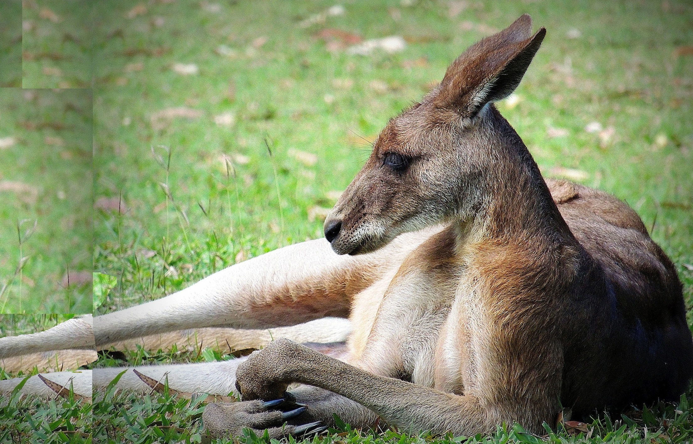 What's up Skip? Kangaroos really can 'talk' to us - The University of Sydney