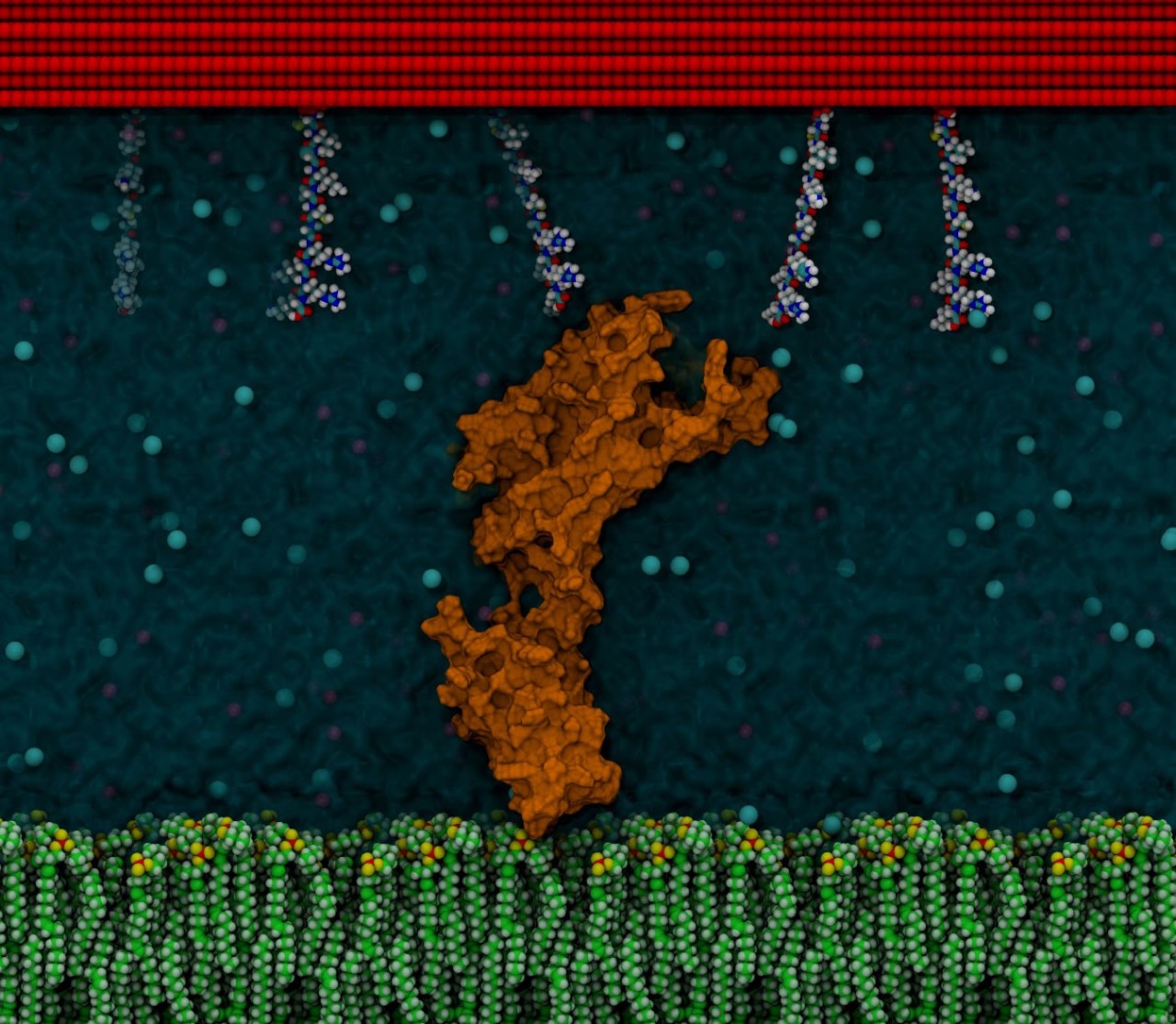 Image depicting immobilised peptides
