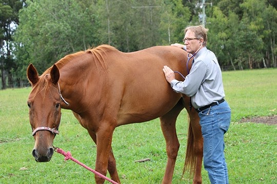 Dr Gelderman with a stethoscope, standing beside a brown horse