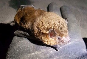 Greater Broad-nose Bat (Scoteanax rueppellii)