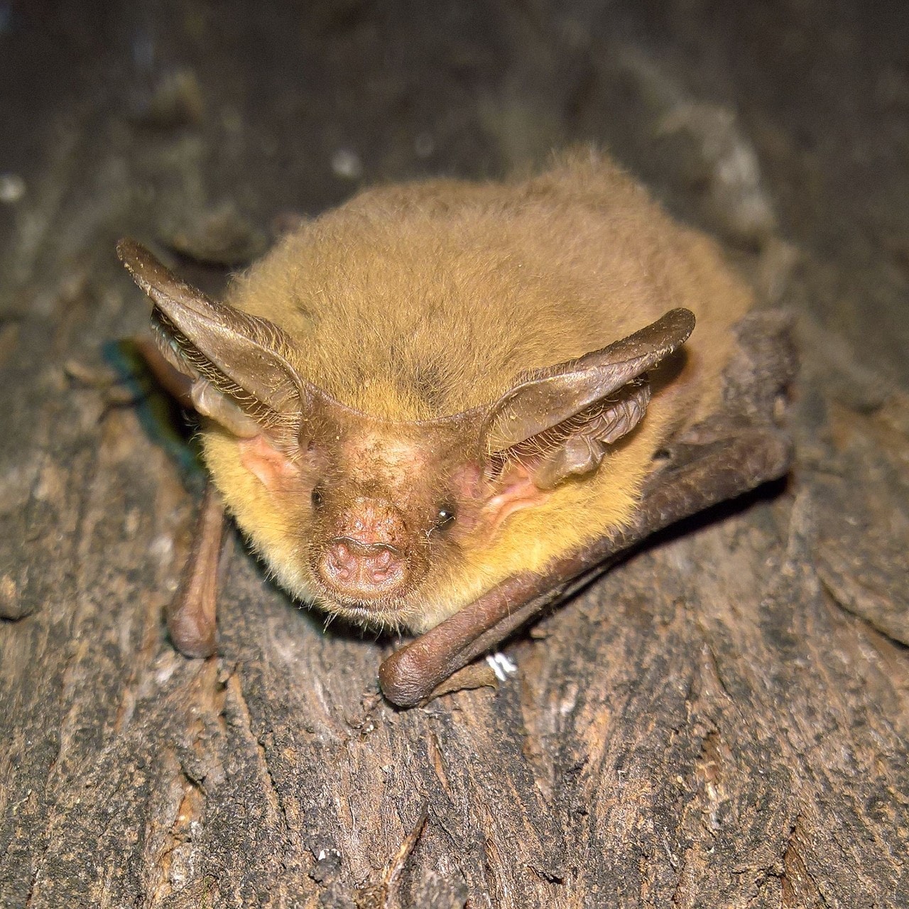 Eastern Long-eared Bat (Nyctophilus gouldi) 