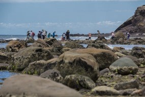 A group of citizen scientists exploring a rocky coastline
