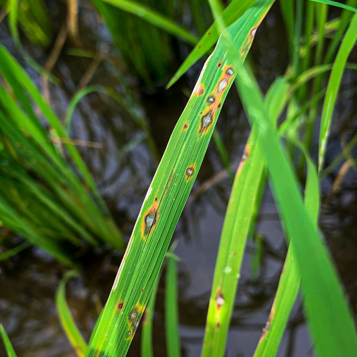 Pathogenic fungus called rice blast.