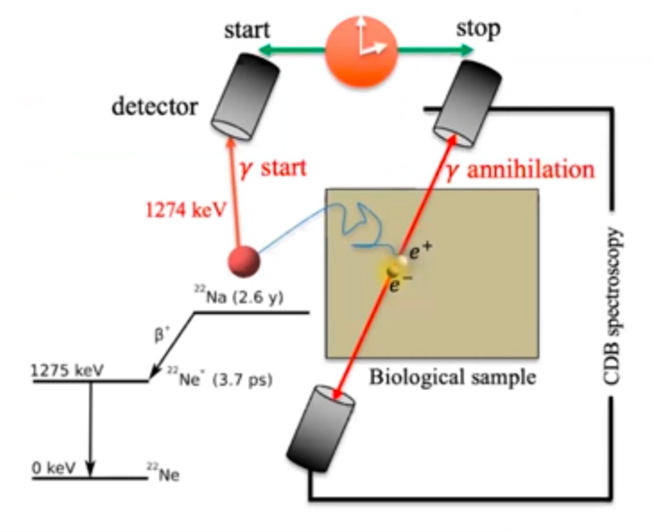 Graphic diagram of positron annihilation lifetime spectroscopy