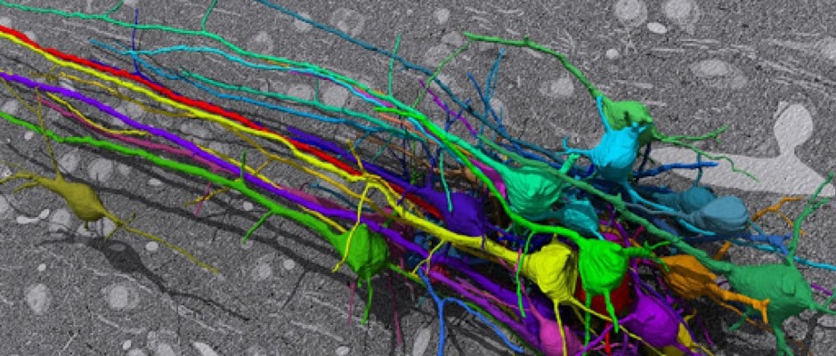 Image: Electron microscope reconstruction of neurons in the mouse cortex, made possible by the inter-disciplinary collaborations