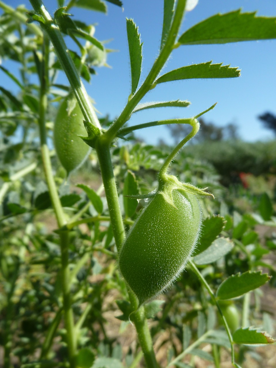 Chickpeas in a field at Narrabri campus
