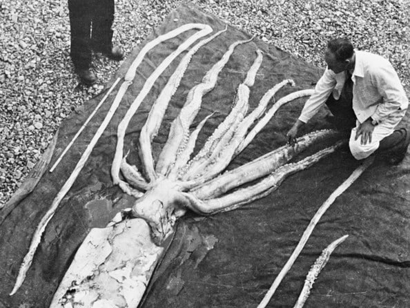 Giant squid bones