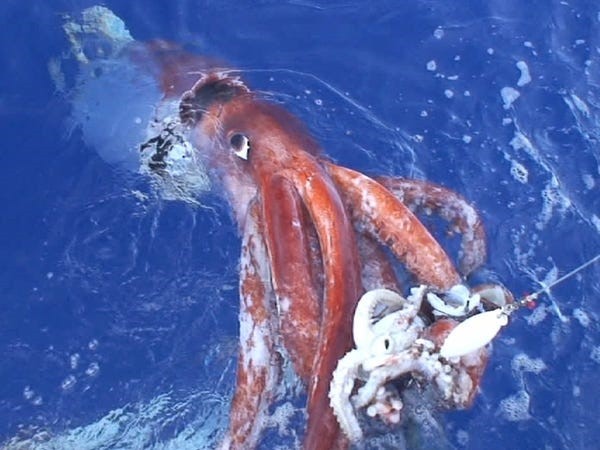 Giant squid