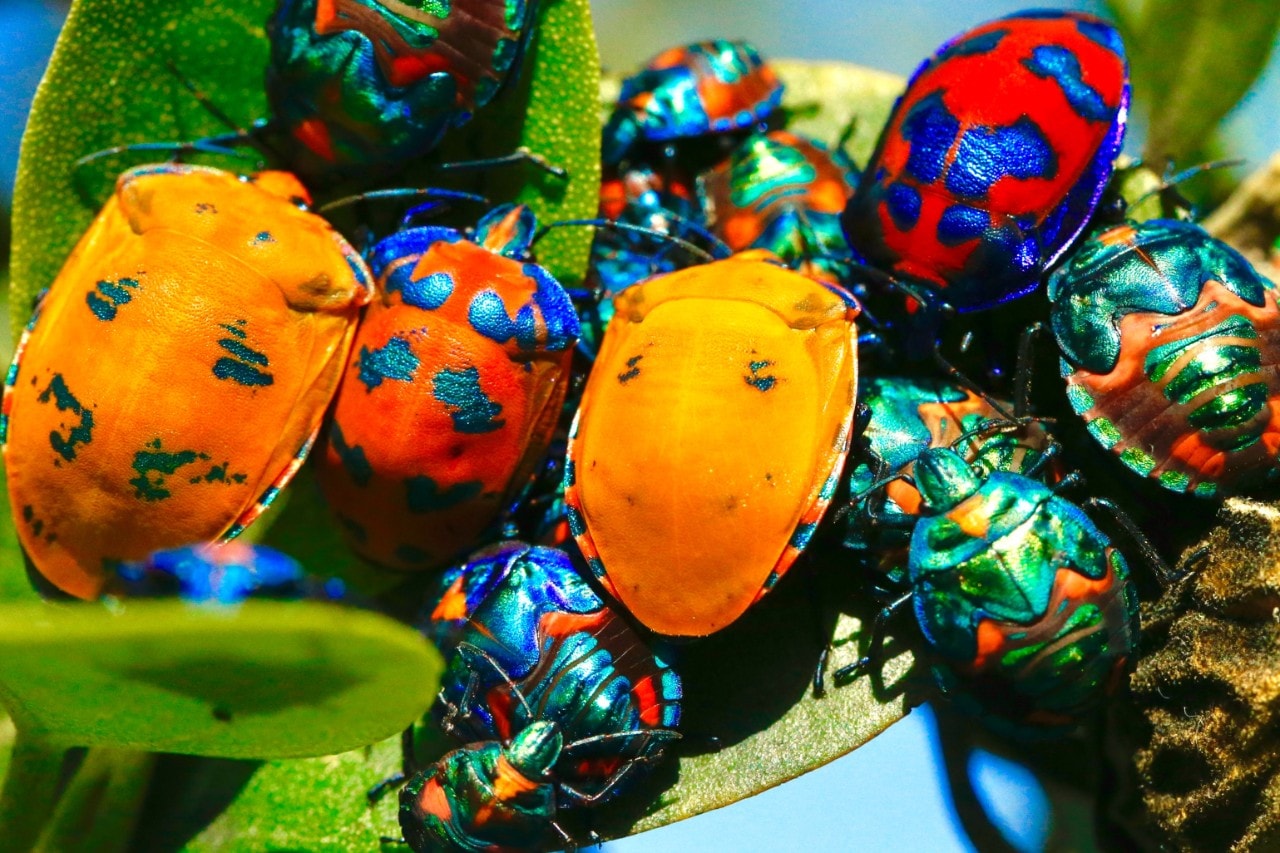 Colourful insects