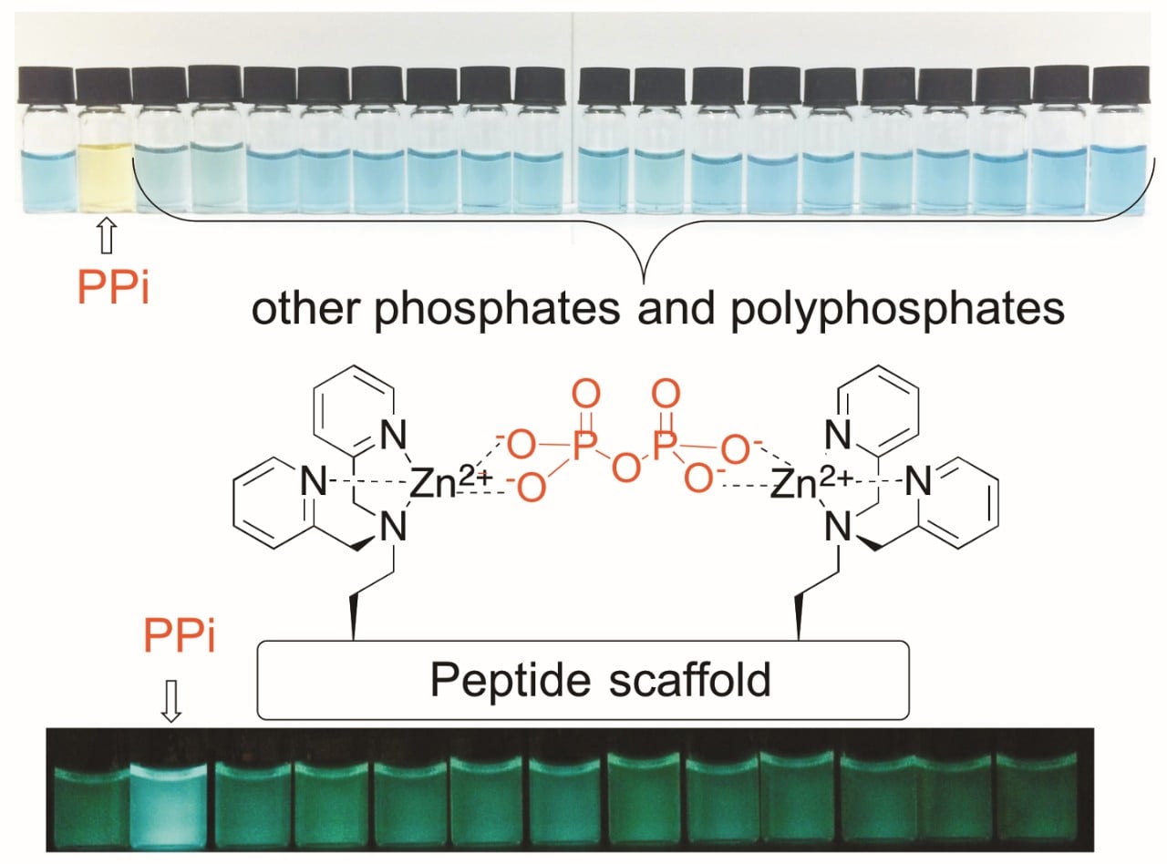 Chemical Diagram of a peptide scaffold