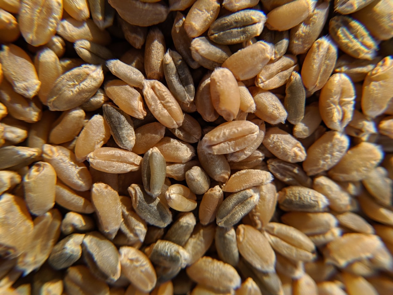 example of hybrid wheat
