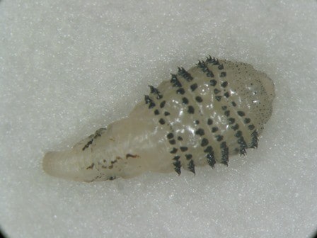 Microscopic image of dermatobia larva