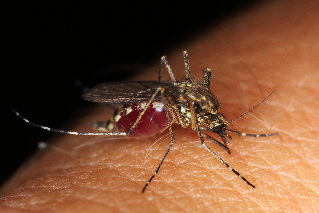 Mosquito biting human skin