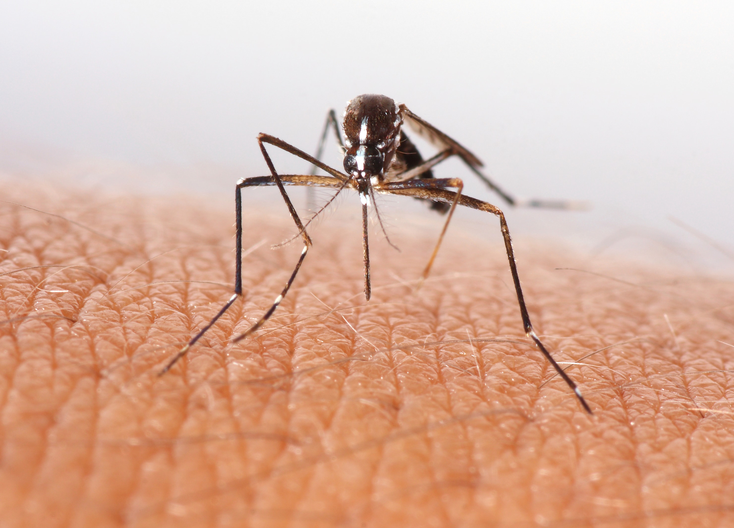 https://www.sydney.edu.au/content/dam/corporate/images/news-and-opinion/news/2015/december/mosquito.jpg