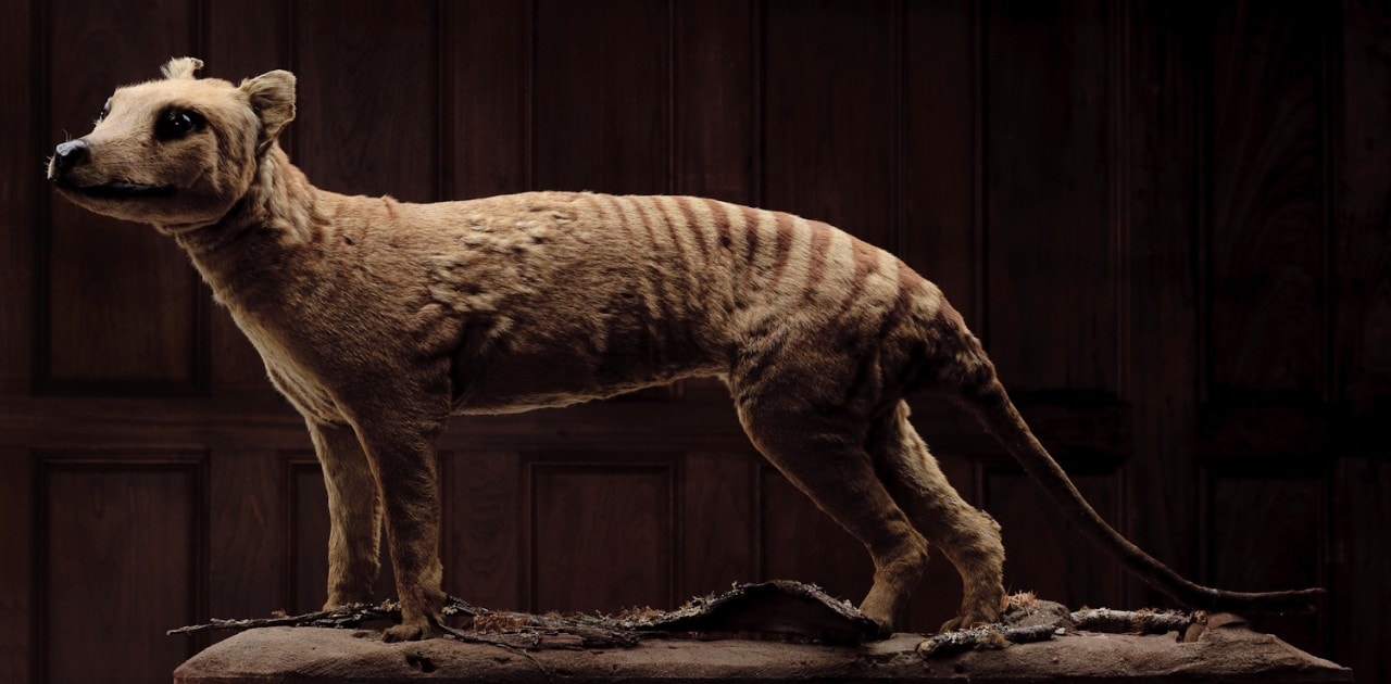 A taxidermied Tasmanian tiger, or thylacine