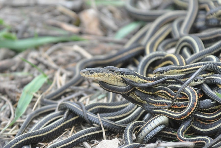 Researchers studied populations of red-sided garter snakes in Manitoba, Canada over the breeding season. Credit Christopher R Friesen.