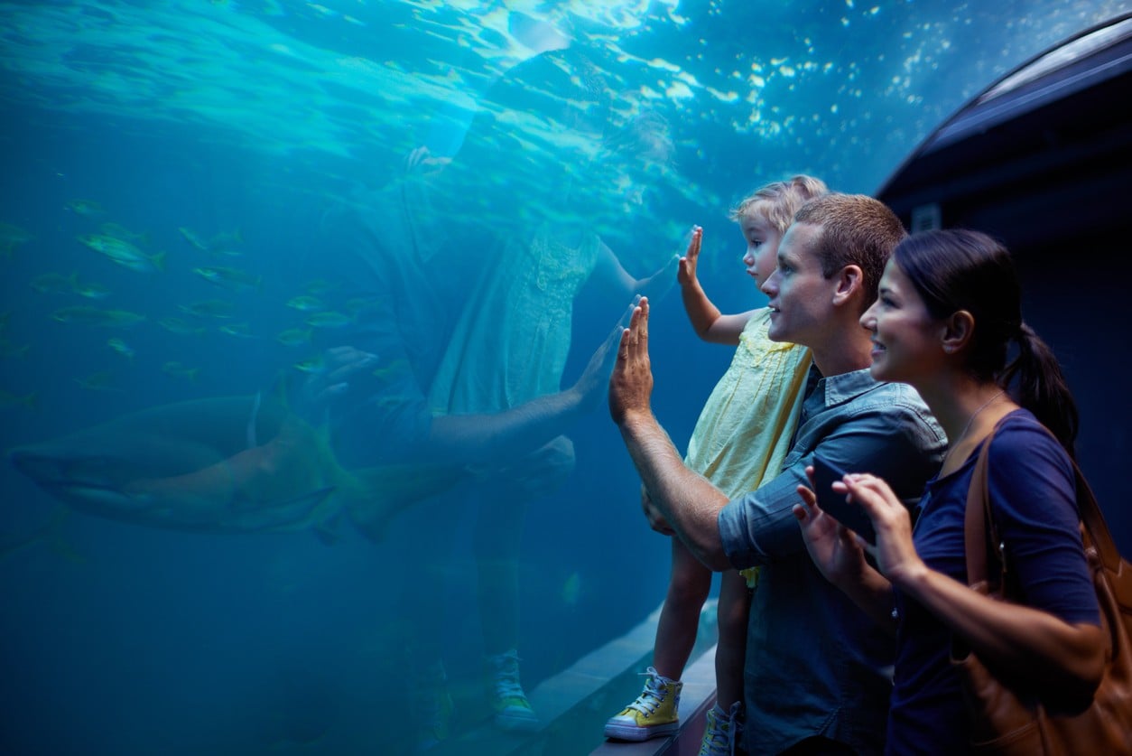 A family looking at a shark in an aquarium. Image: iStock