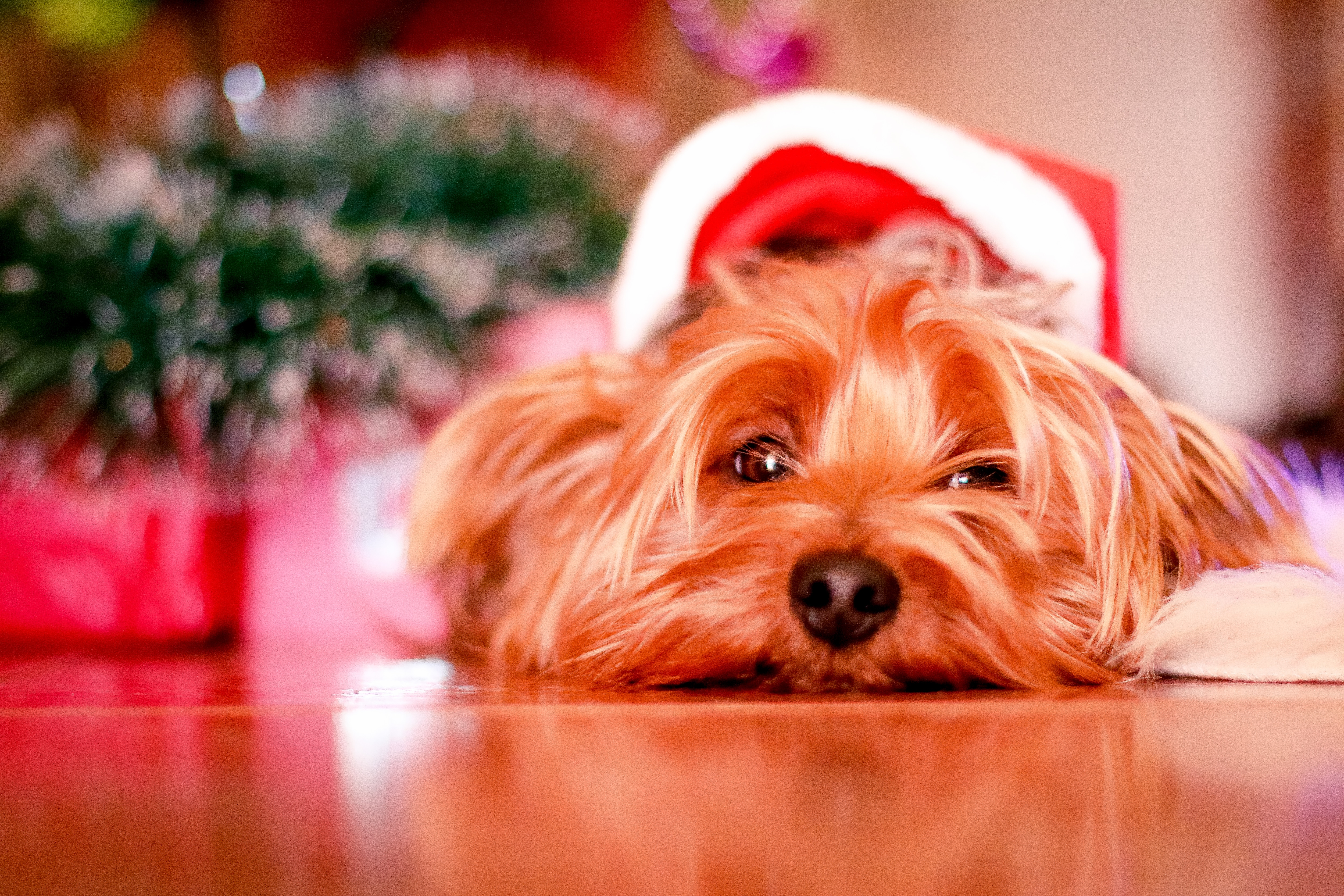 Three reasons you shouldn't feed Christmas ham to your dog