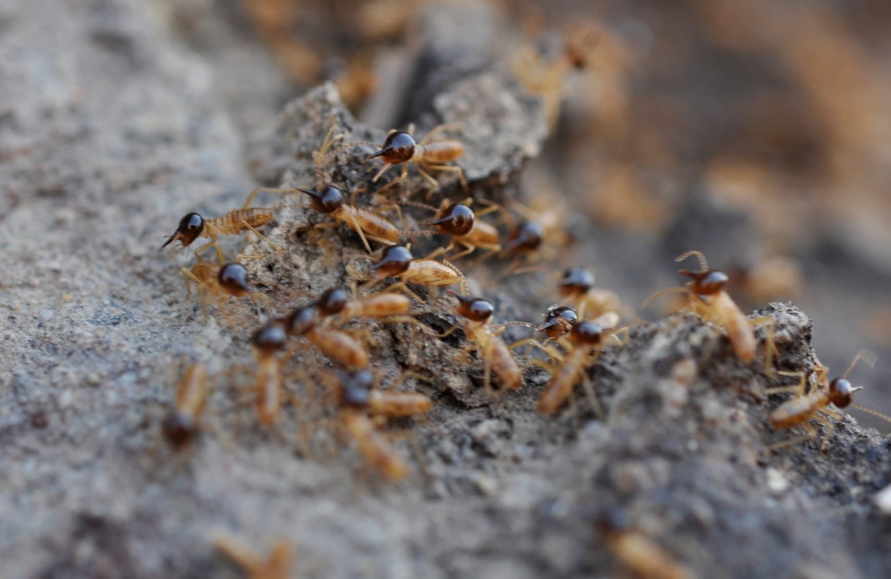 How termites got to Australia to build their ‘sky-scrapers ...