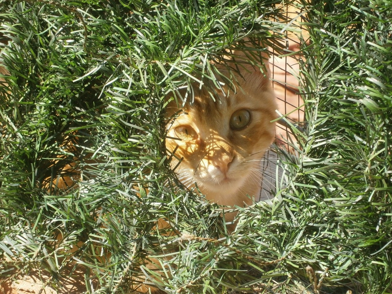 A cat peers out from a shelter, surrounded by grass. 