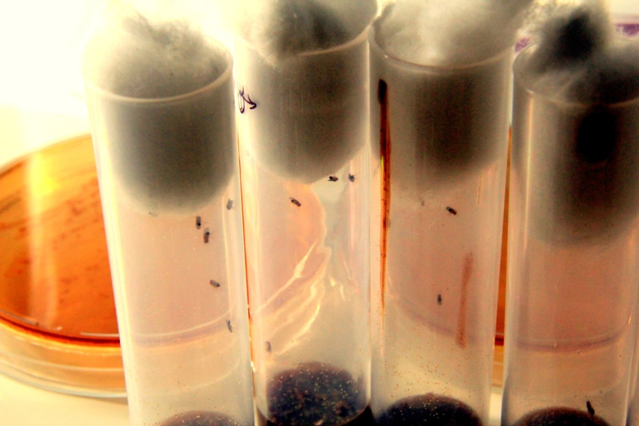 A photo of flies in test tubes in a laboratory situation